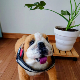 roko