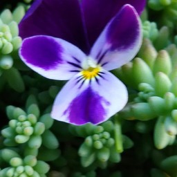 Viola  ビオラ