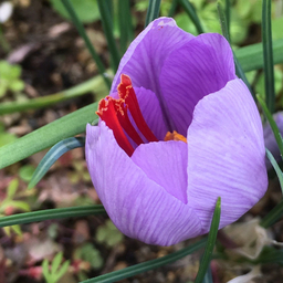 mauvemauve