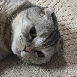 くるみねこ