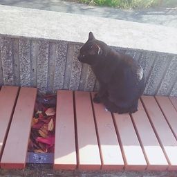 Mine