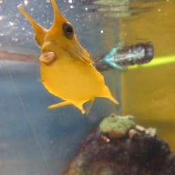 Riimo