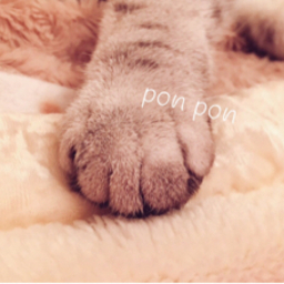 pon pon