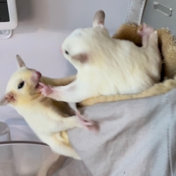 ラウイの森