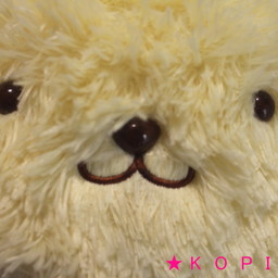 kopipi0529