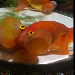 peep-bo