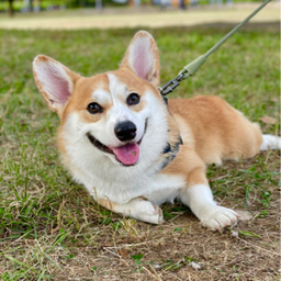 　　amber closetドッグウェア