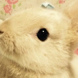 プルメリア
