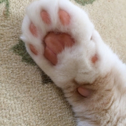 猫にゃんこ