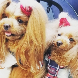 Dog accessories shop
