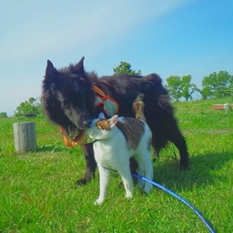 gon3dog