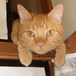 chako