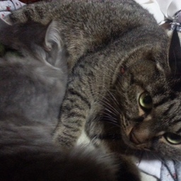 tomymama