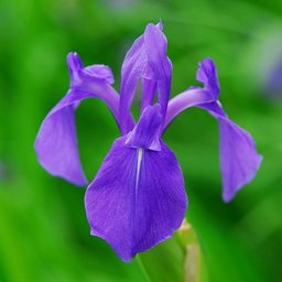 rabbitear iris