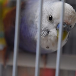じょせふ
