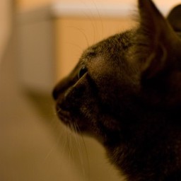 nico2013