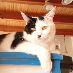 ねこじた