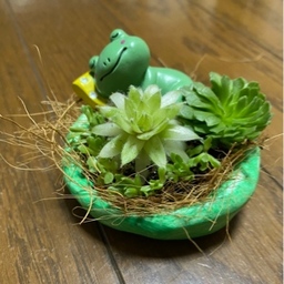 多肉植物のいえ