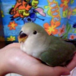 はるるん