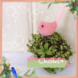 miamei_choki*