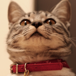 山猫堂