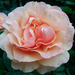 Rosemarin