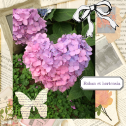 Ruban et hortensia