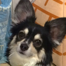 モナモナ