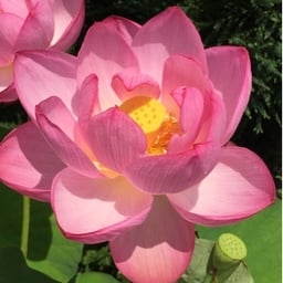 蒼麻