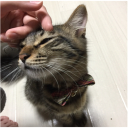 やまだロマ