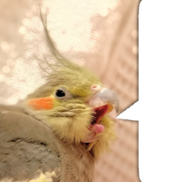 ぼやきち