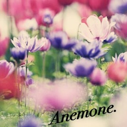 Anemone