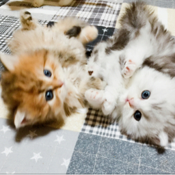 cats-ai0196