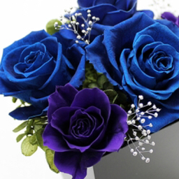 rosefxk373