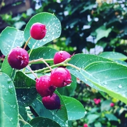 les deux fleurs