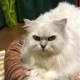 Cat&LinenClothes