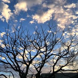 gnomenome