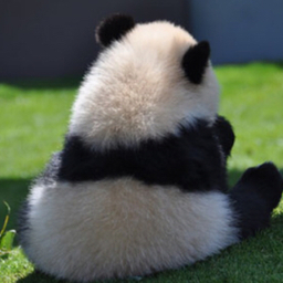 deco-panda