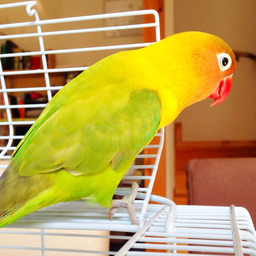 kogemo