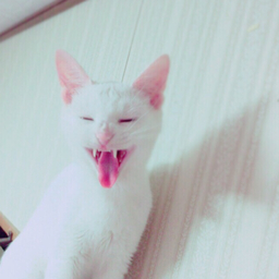 ﾚｲﾅ( ˊᵕˋ )