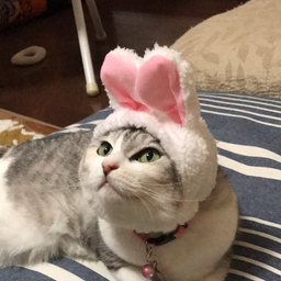 みけこのおみせ