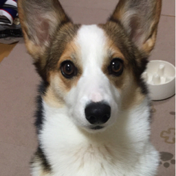 ますみん