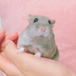 chanmama1