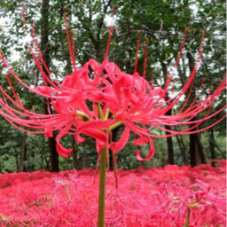 曼珠沙華