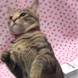 あずき