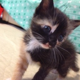 三毛猫