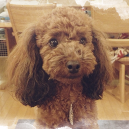 Peca の こむぎ