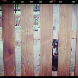 cherry♪