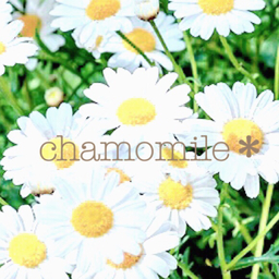 chamomile＊