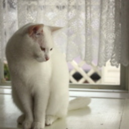 mamefuji